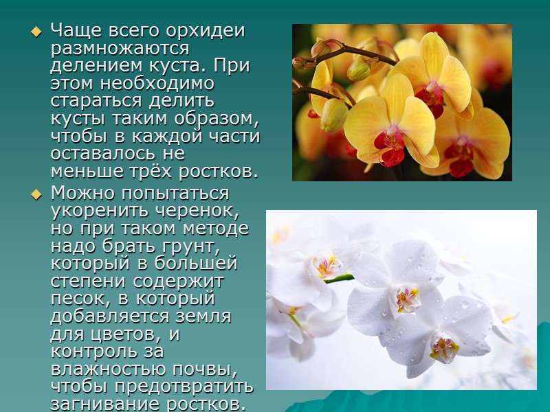 Чаще всего орхидеи размножаются делением куста. При этом необходимо стараться делить кусты таким образом, Чаще всего орхидеи размножаются делением куста. При этом необходимо стараться делить кусты таким образом,